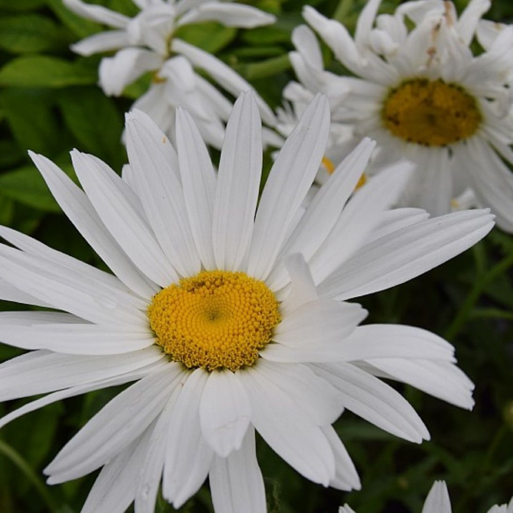 Kæmpemargurit, LEUCANTHEMUM s. 'Alaska' - 1 L Potte