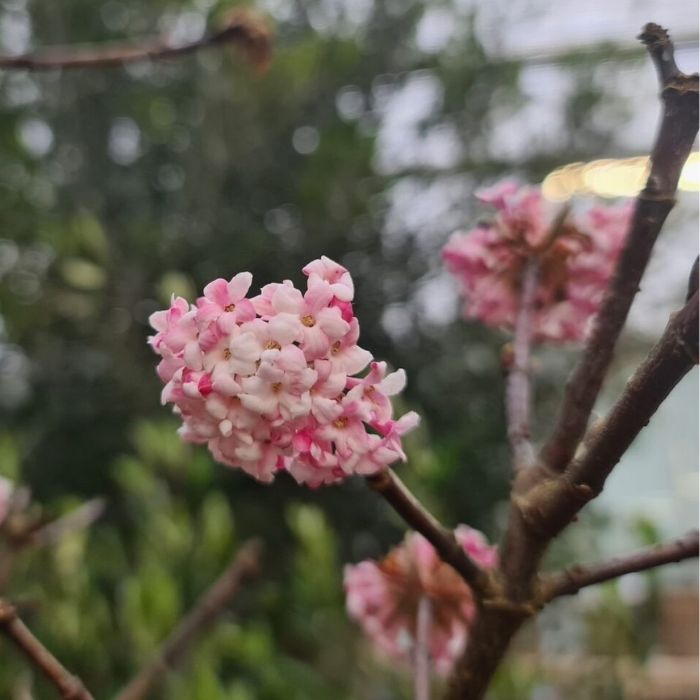 Kejserbusk, Viburnum Bod. Charles Lamont