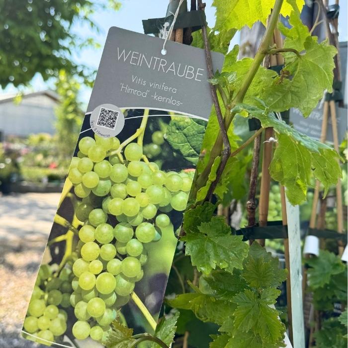 Vindrue, Vitis 'Himrod', 80-100 CM høj - 3l potte - kerneløs
