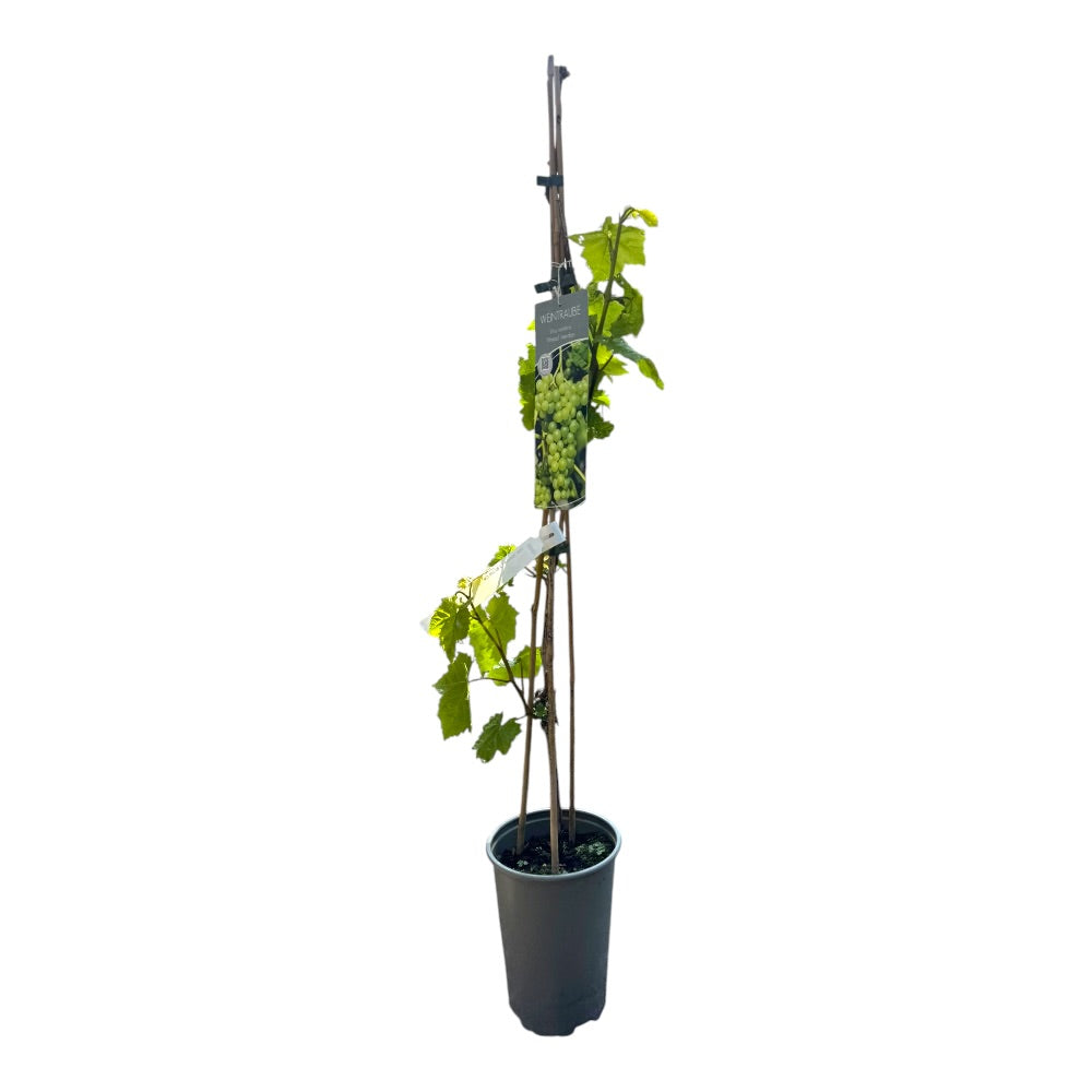 Vindrue, Vitis 'Himrod', 80-100 CM høj - 3l potte - kerneløs