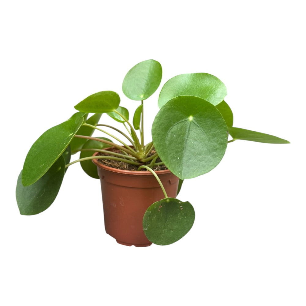 Kinesisk pengeplante, Pilea peperomioides – 11 cm potte
