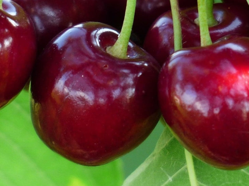 Kirsebærtræ LAPINS PRUNUS AVIUM, ideelt til have og frugtproduktion.