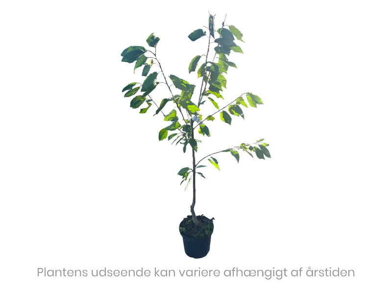 Kirsebærtræ Early Star med velsmagende kirsebær.