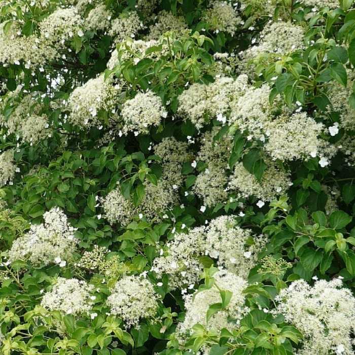 Klatrehortensia, Hydrangea anomala petiolaris, 