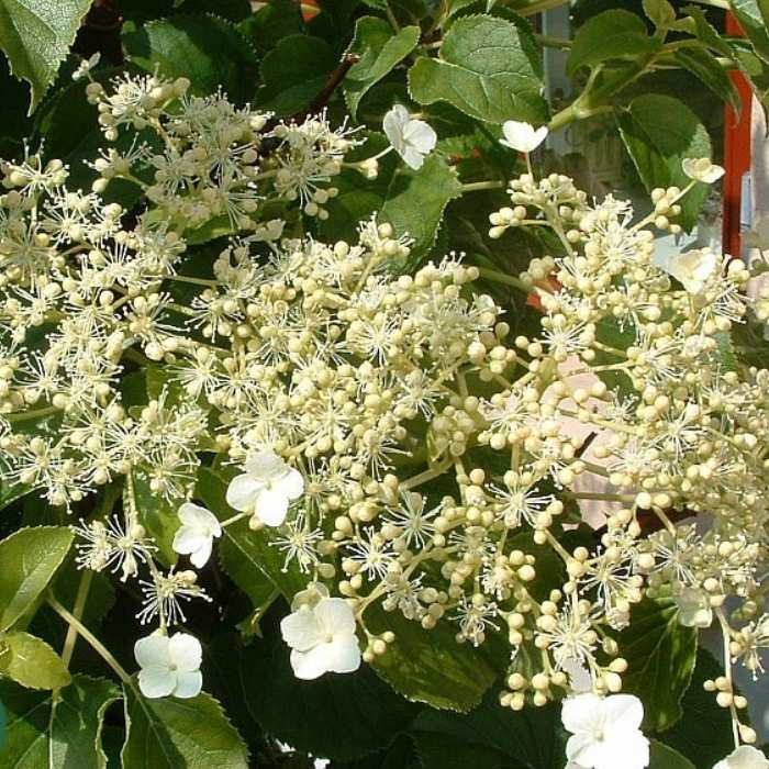 Klatrehortensia, Hydrangea petiolaris, 50/60 cm - 4L potte