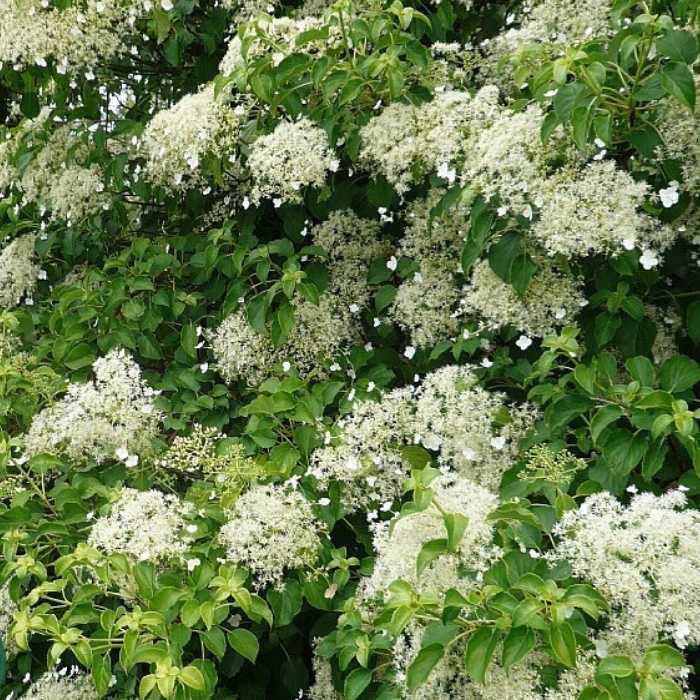 Klatrehortensia, Hydrangea petiolaris, 50/60 cm - 4L potte