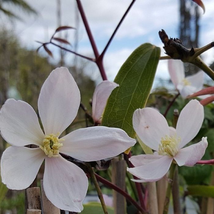 Stedsegrøn Klematis, Clematis Apple Blossom - 15cm potte