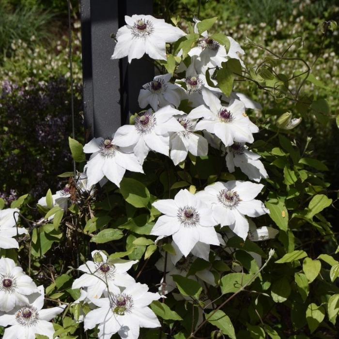 Klematis, Clematis 'Miss Bateman'