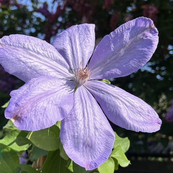 Klematis, Clematis 'Mrs Cholmondeley' 