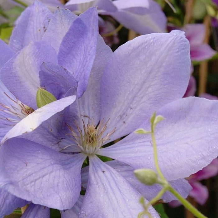 Klematis, Clematis 'Mrs Cholmondeley' 