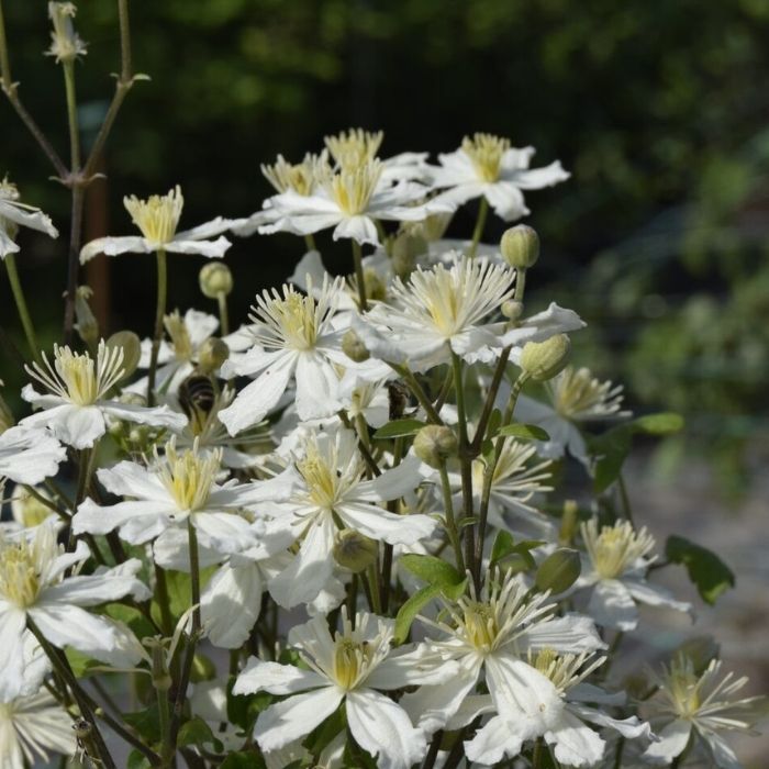 Småblomstrende klematis, Clematis 'Paul Farges Summer Snow' - 5l potte