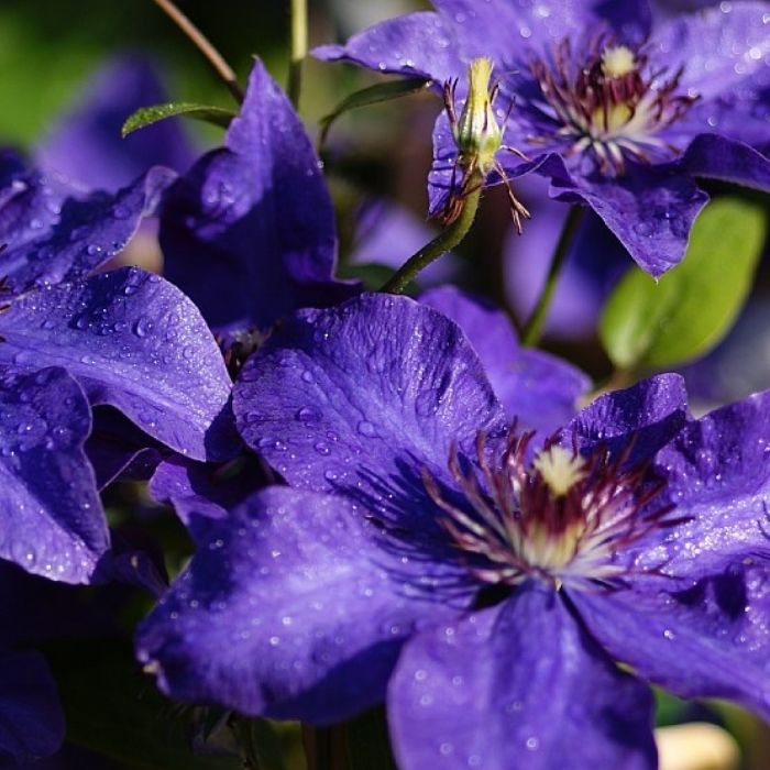 Clematis 'The President' 3 stok C.1.7