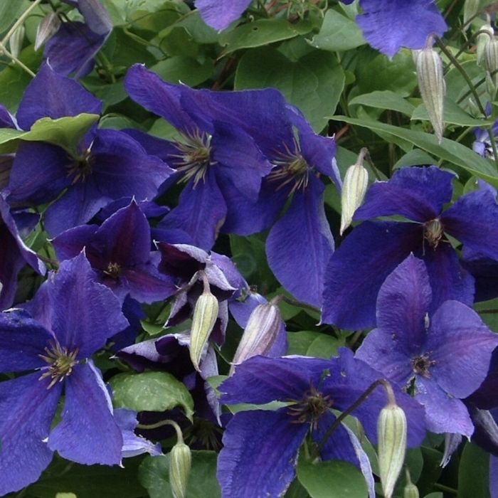 Klematis, Clematis 'Jackmanii' 