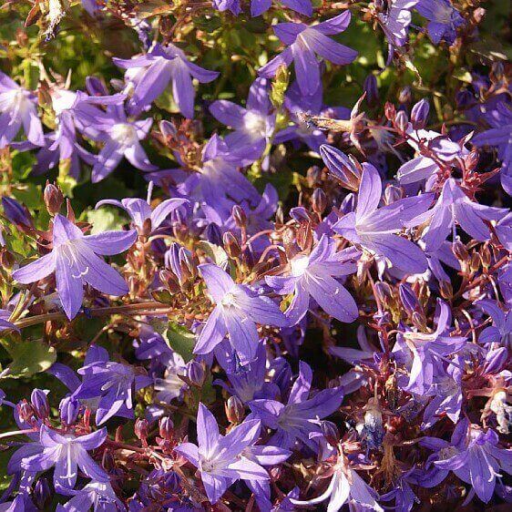 Klokkeblomst, CAMPANULA posch. 'Stella', 10 cm potte.