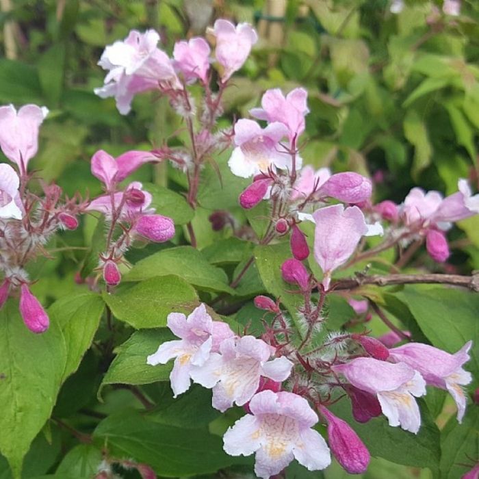 Dronningebusk, Kolkwitzia amabilis 'Pink Cloud' - 6,5L potte