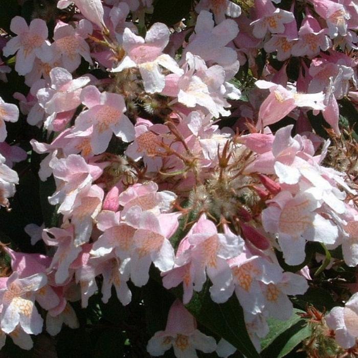 Dronningebusk, Kolkwitzia amabilis - 6,5L potte