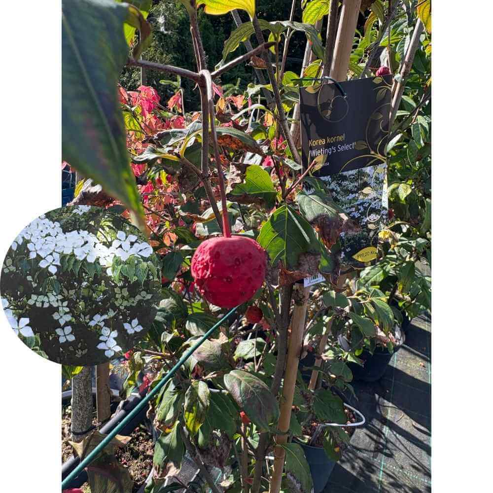 Korea kornel, Cornus kousa 'Wieting's Select' i potte
