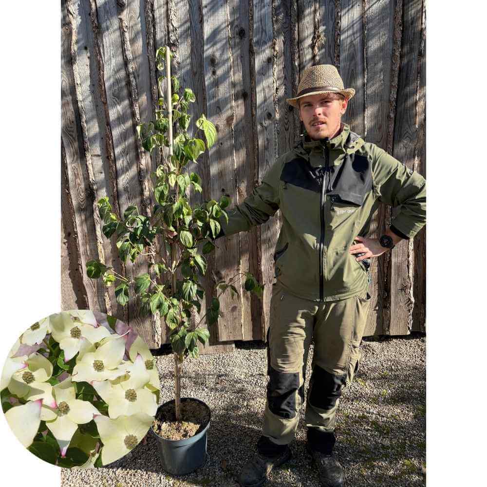 Koreakornel, Cornus kousa 'China Girl' - 125-150 cm stamme, 12L potte