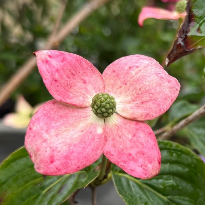 Koreakornel, Cornus kousa 'Satomi', 60-80 cm - 7,5L potte