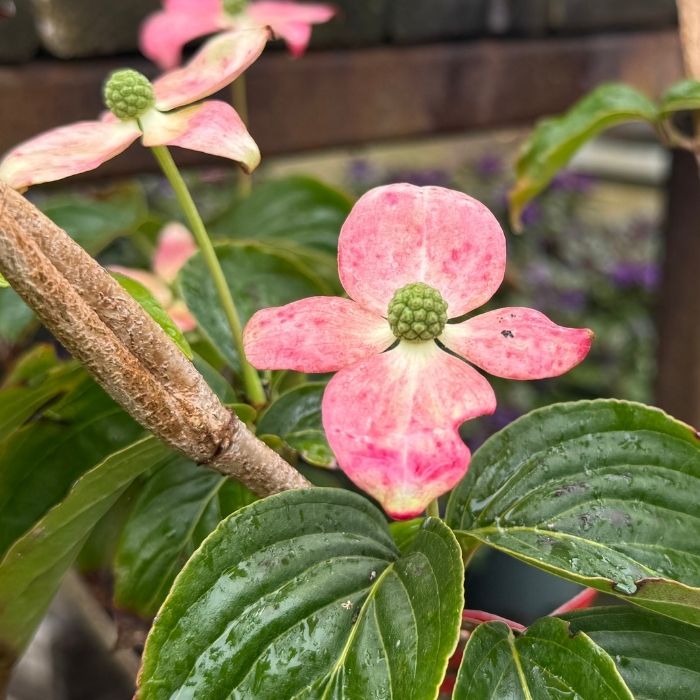 Koreakornel, Cornus kousa 'Satomi', 60-80 cm - 7,5L potte