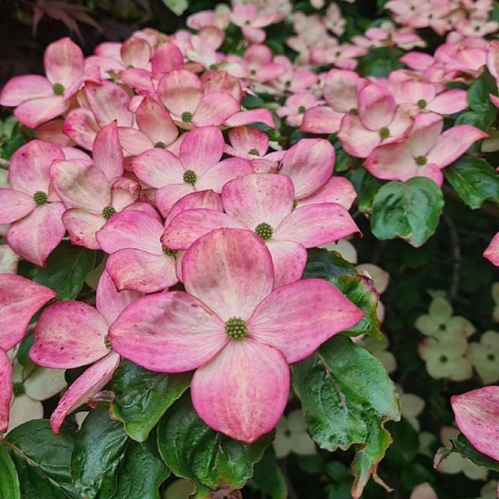 Koreakornel, Cornus kousa 'Satomi'