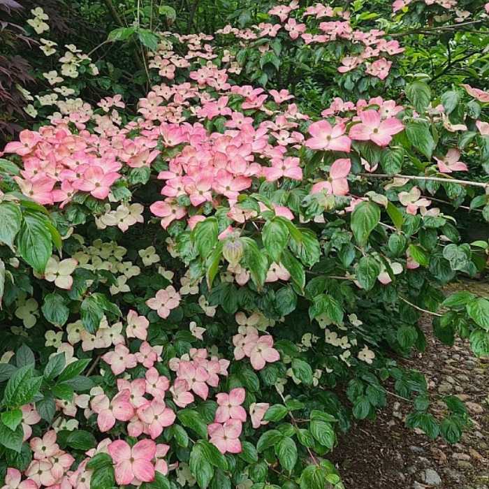 Koreakornel, Cornus kousa 'Satomi'