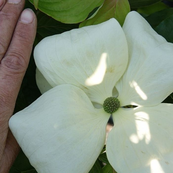 Koreakornel, Cornus kousa 'Venus'