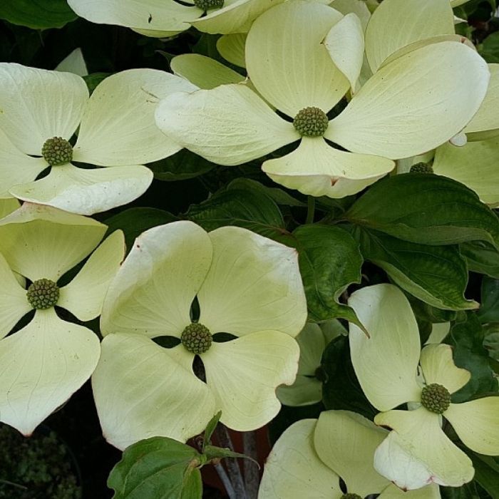 Koreakornel, Cornus kousa 'Venus'