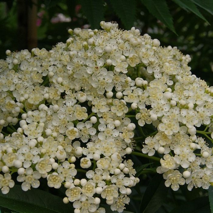 Korearøn, Sorbus Dodong blomster