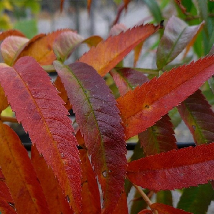 Korearøn, Sorbus Dodong blade