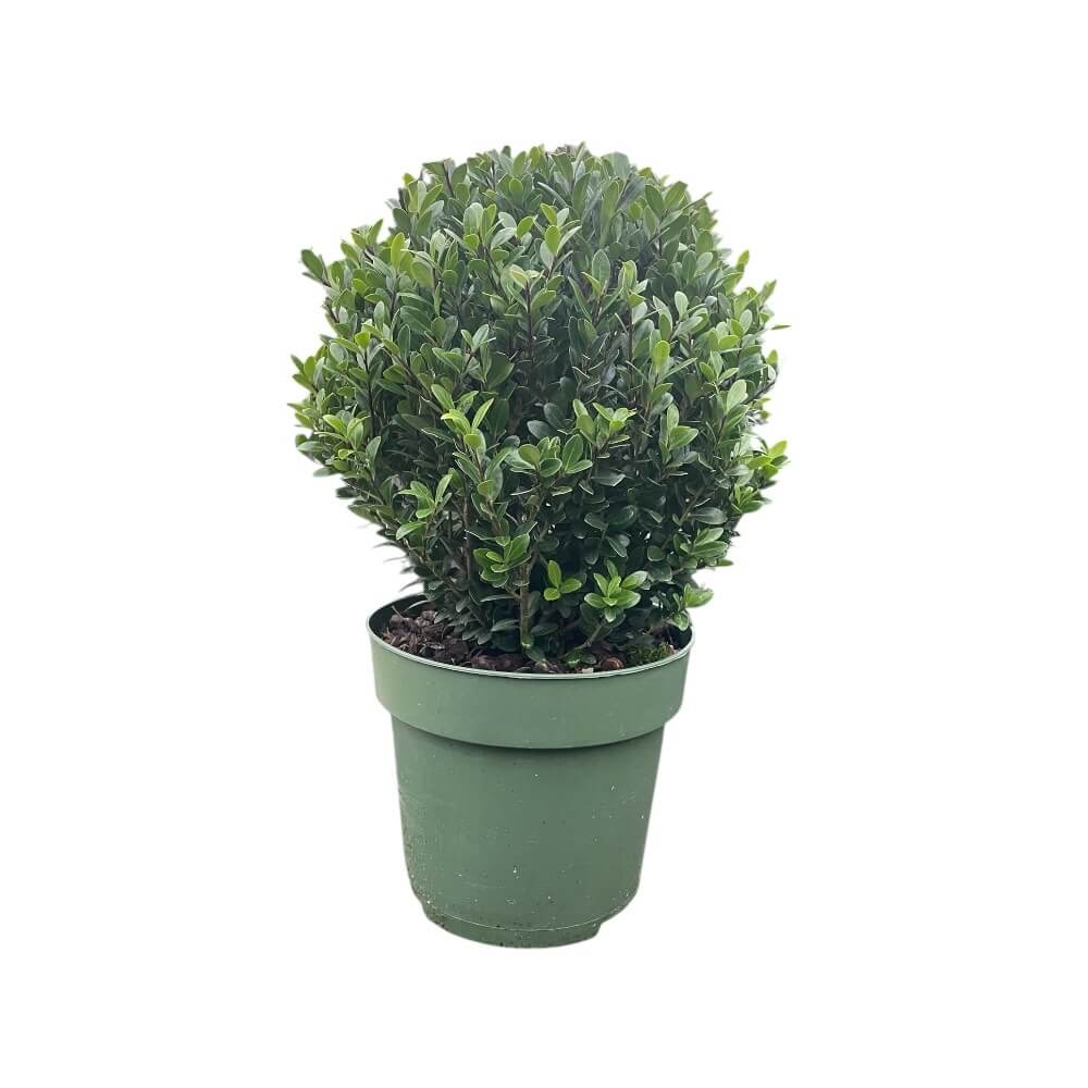 Kristtorn Ilex crenata 'Jenny' - 17 cm potte