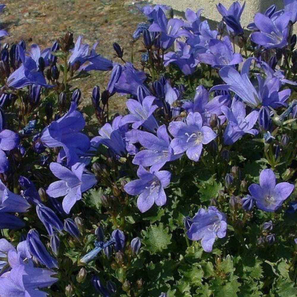 Krybeklokke, CAMPANULA 'portenschlagiana', 10 cm potte.