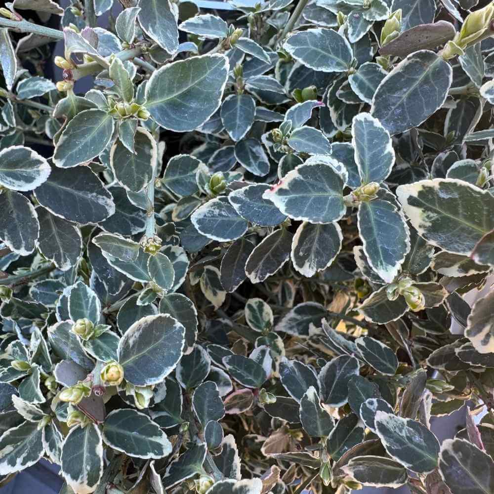 Krybende Benved, Euonymus f. Emerald Gaiety - 3,5L potte