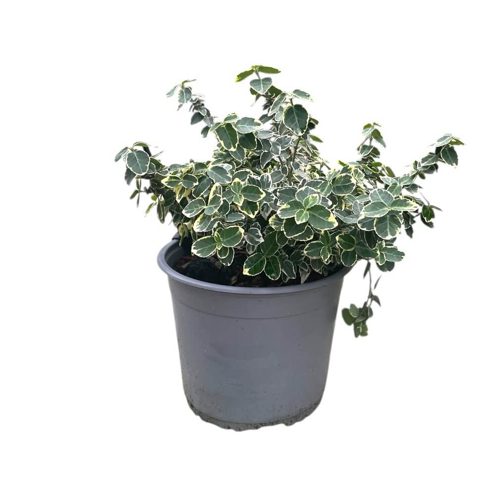 Krybende benved, Euonymus Fort. Emerald Gaity - 3 L Potte