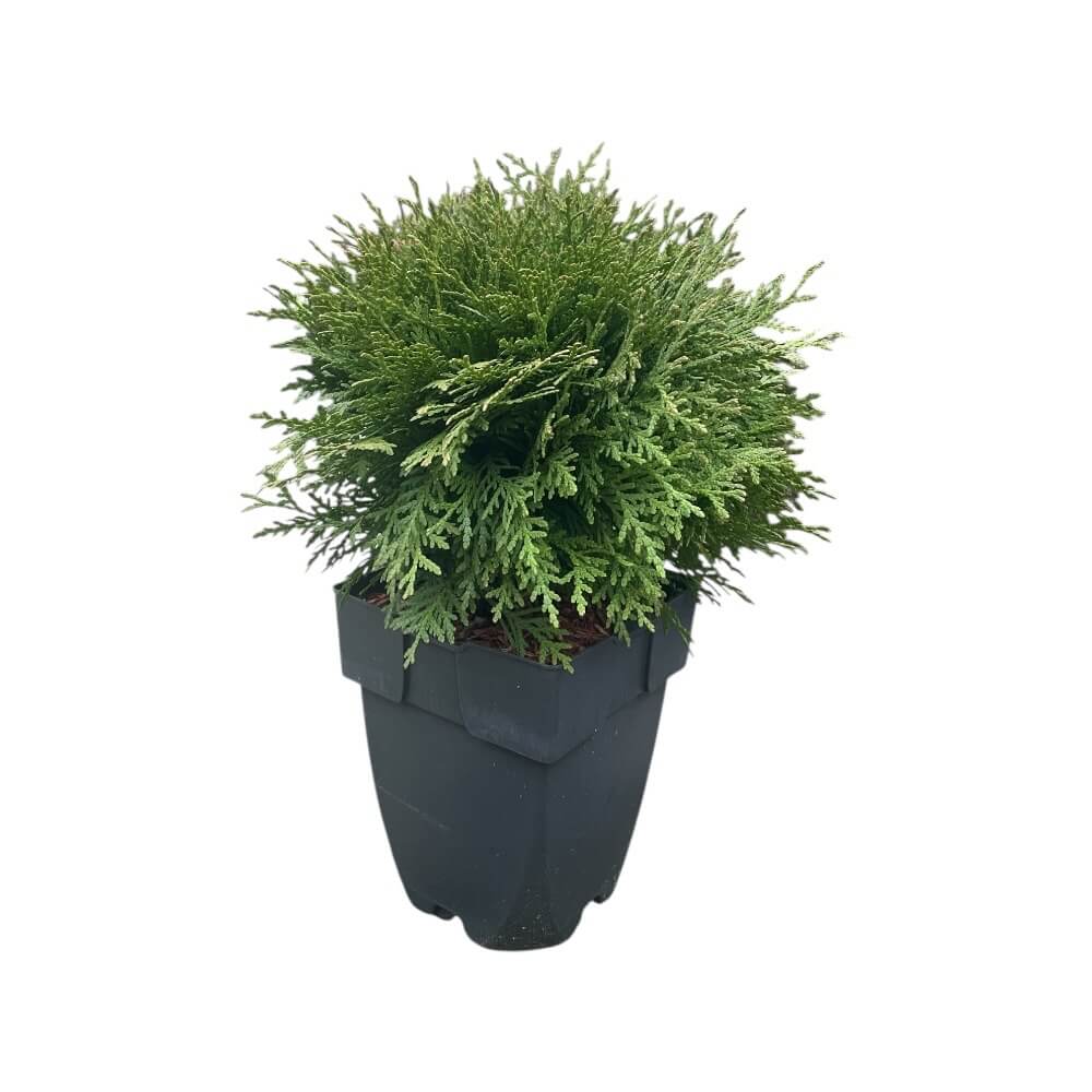 Kuglethuja, Thuja occidentalis 'Danica' - 2L potte