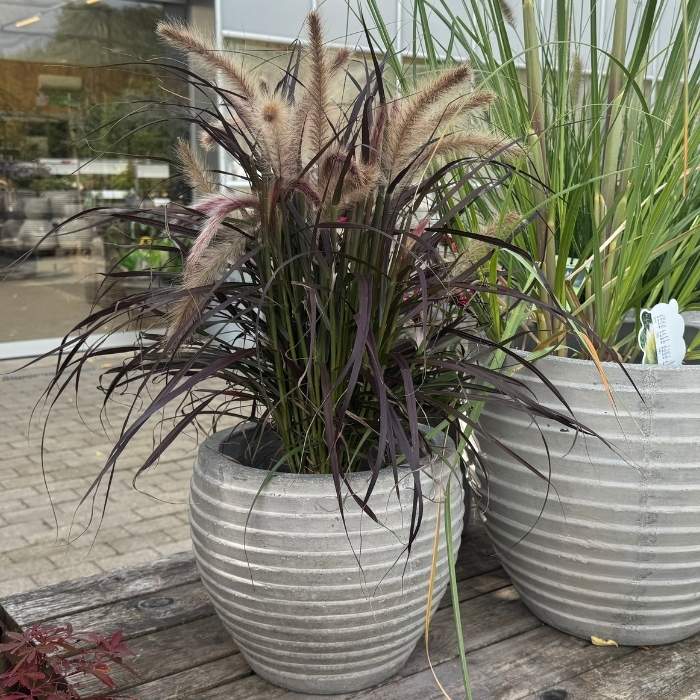 Lampepudsergræs, Pennisetum adv. 'Tiny Tails'