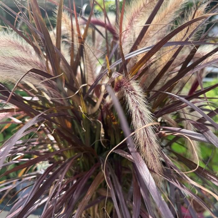 Lampepudsergræs, Pennisetum adv. 'Tiny Tails'