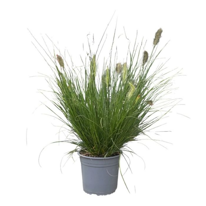 Lampepudsergræs, Pennisetum alopecuroides 'Hameln'  – robust prydgræs med flot sensommerblomstring