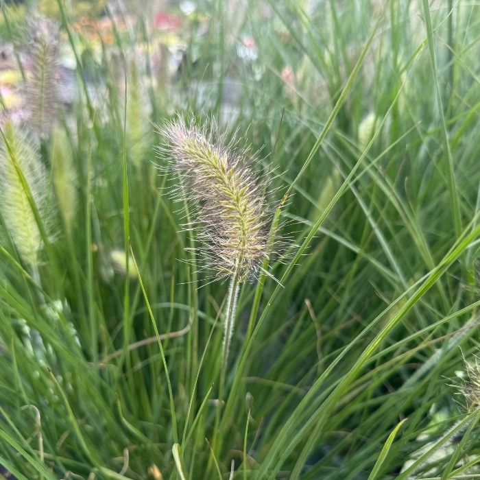 Lampepudsergræs, Pennisetum alopecuroides 'Hameln'  – robust prydgræs med flot sensommerblomstring