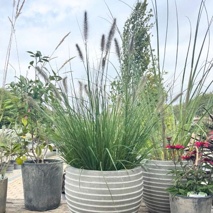 Lampepudsergræs, Pennisetum alopecuroides 'Hameln'  – robust prydgræs med flot sensommerblomstring