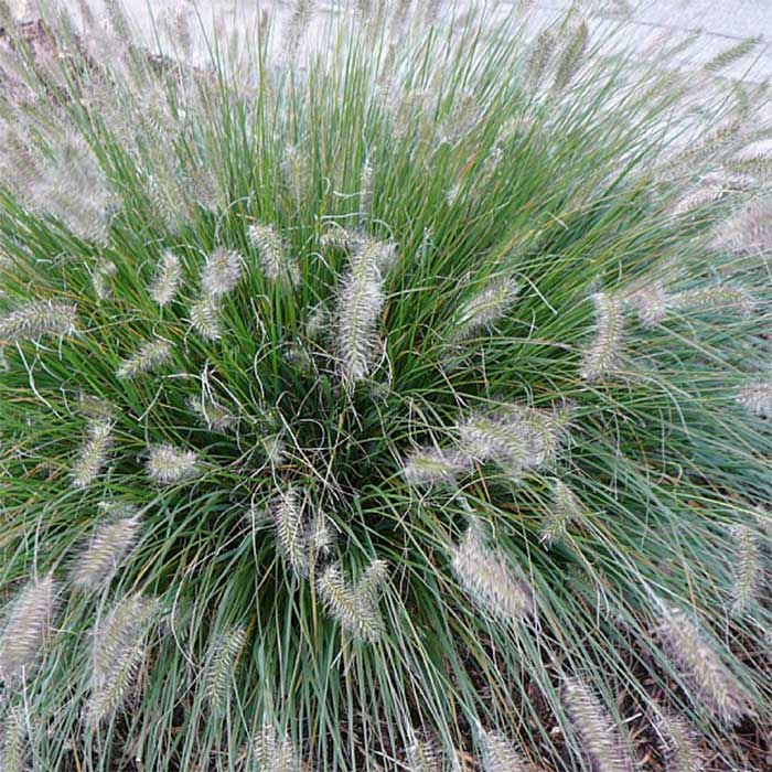Lampepudsergræs, PENNISETUM alope. Hameln - 1 L Potte
