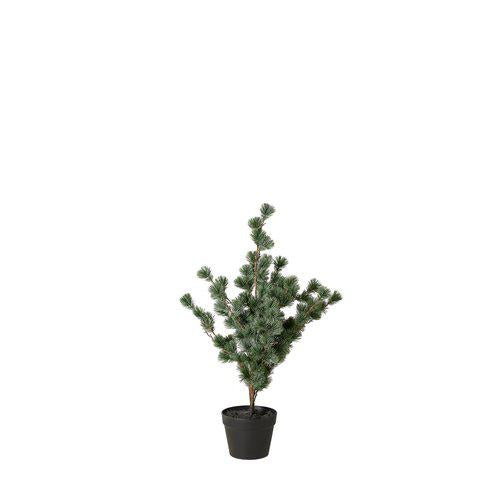 Larch træ, 80 cm
