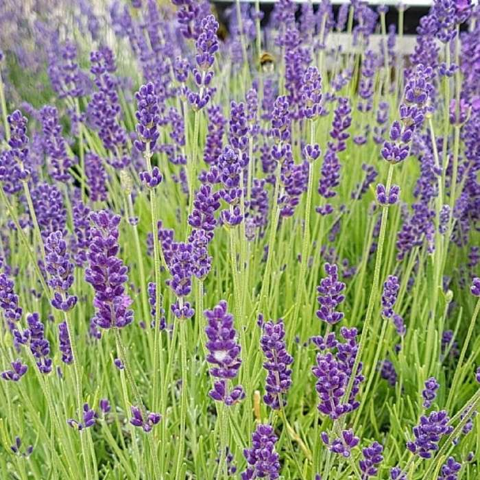 lavendel LAVANDULA ang. 'Hidcote Blue'