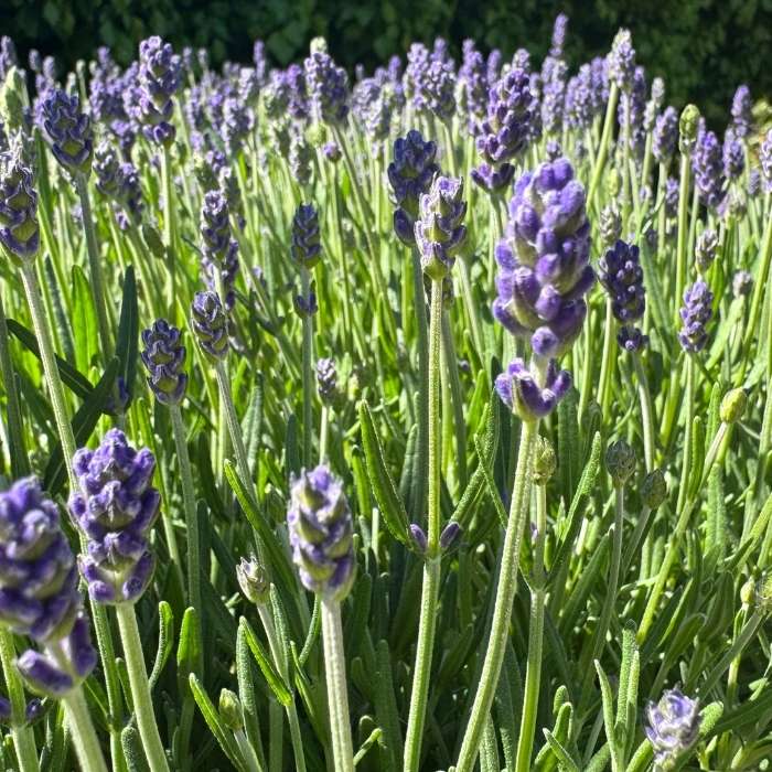Lavendel, lavandula ang. 'Felice Premium Provence'