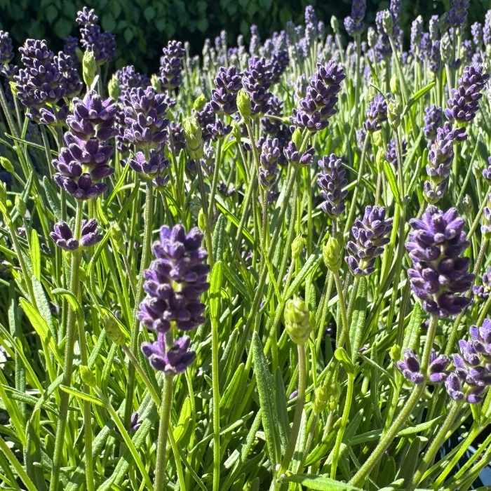 Lavendel, Lavandula ang. 'Hidcote'