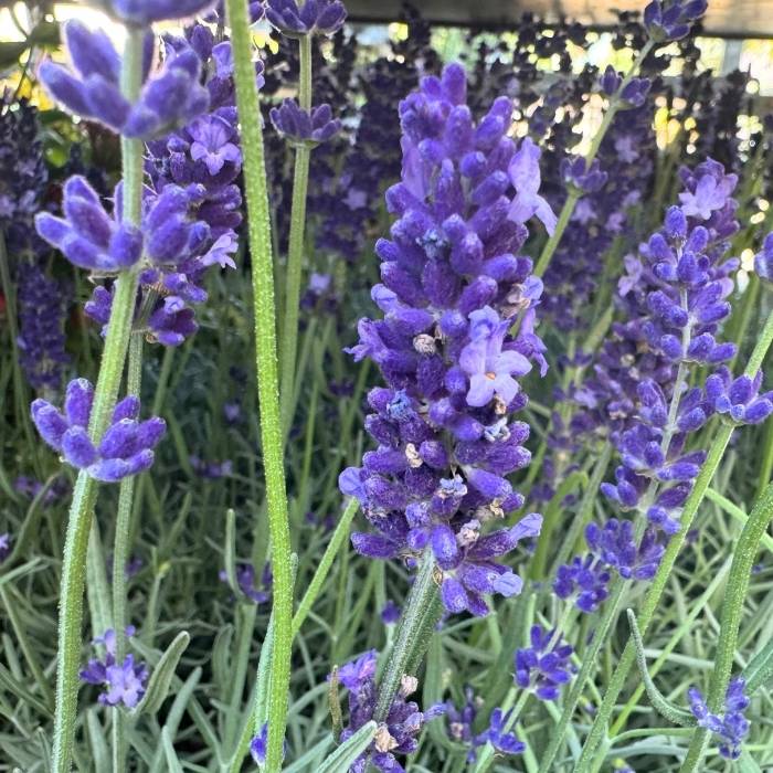 Lavendel, Lavandula ang. 'Hidcote' - 2l potte