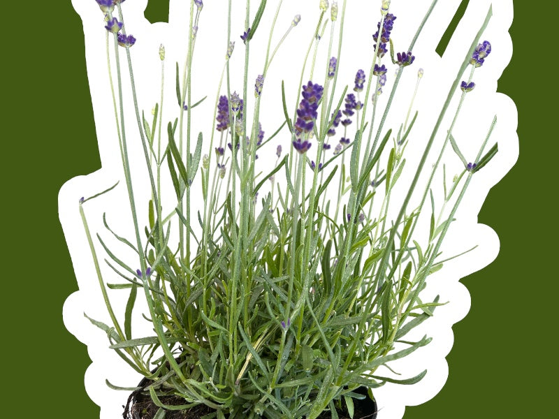 Lavendel 'Hidcote' – plante til haven.