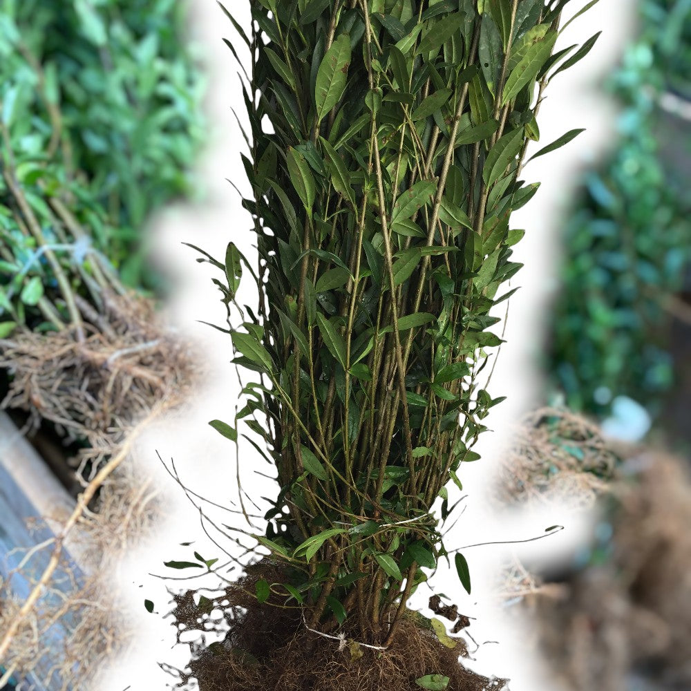 Ligusterhæk, Ligustrum vul. Liga 0/1/2H 80-120 cm