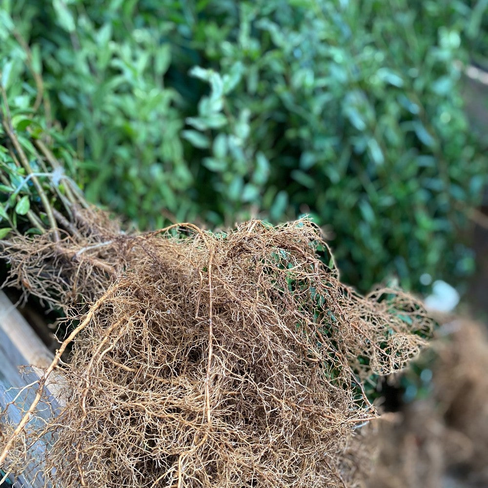 Hækplanter 50-80 cm - Forsalg
