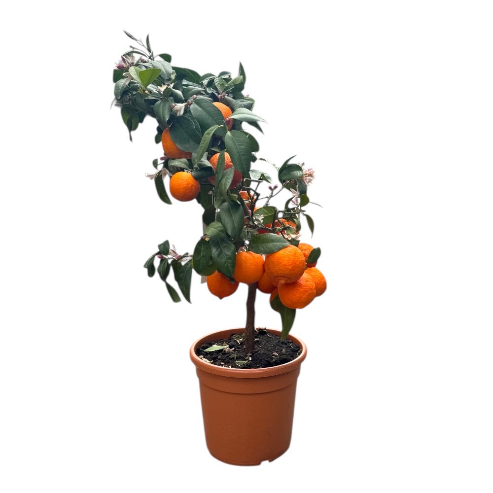 Citrustræ, rød lime, Citrus Limetta Rød - 20 Cm Potte